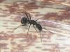 reina de aphaenogaster senilis