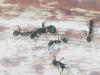 reina aphaenogaster senilis