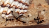 Aphaenogaster Senilis