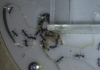 aphaenogaster senilis_2
