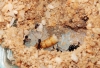 Aphaenogaster