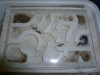 Aphaenogaster senilis Ytong
