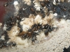 Aphaenogaster senelis