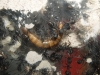 Aphaenogaster senelis comiendo tenebrio