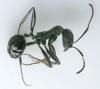 aphaenogaster