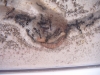 aphaenogaster vs tenebrio