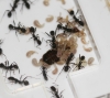 Larvas Aphaenogaster alimentándose