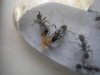 larvas grillo