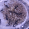 Aphaenogaster Senilis y larvas