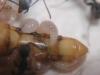 Larvas comiendo tenebrio.