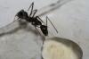 Camponotus barb�ricus