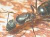 Reina Camponotus Barbaricus