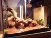 Camponotus Barbaricus