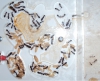 Alicuecana14Jul2014