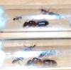 C.barbaricus con 3 nurses y 12 huevos