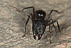 Camponotus barbaricus de frente