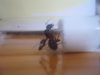 CamponotusBarbaricus