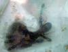 Cbarbaricus_101206