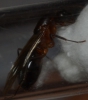 alada