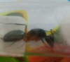 Reina camponotus