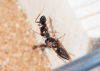 c.barbaricus luchando