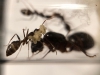 Larvas Camponotus barbaricus