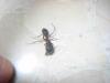 camponotus sin identificar1