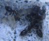 camponatus barbaricus4