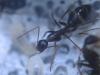 camponatus barbaricus6