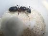 Camponotus