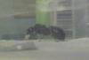 Camponotus barbaricus con huevos