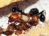 Cataglyphis Velox