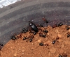 Catas vs escarabajo harina