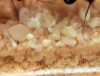 Larvas y huevos Catas