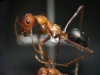 Cataglyphis velox