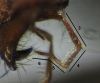 Cataglyphis velox