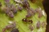 Plagiolepis pymaea pastoreando