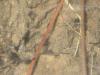 posible monomorium?�