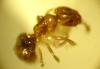Plagiolepis pygmaea (x45)