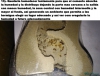Hormiguero casero de cemento