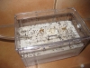 colonia lasius srenau