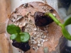Caja de forrajeo con vegetales