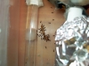cremastogaster 6-9-2010