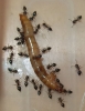 crematogaster noseque