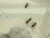 Messor barbarus