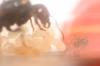 messor barbarus