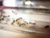 Messor barbarus