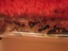 messor barbarus