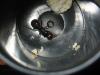 la messor barbarus con su ninfa y larvas