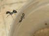 obreras messor barbarus
